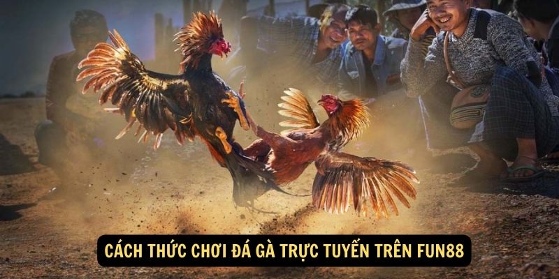 Cách thức chơi Đá Gà trực tuyến trên Fun88