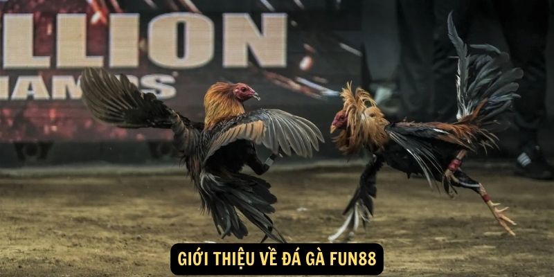 Giới thiệu về Đá Gà Fun88