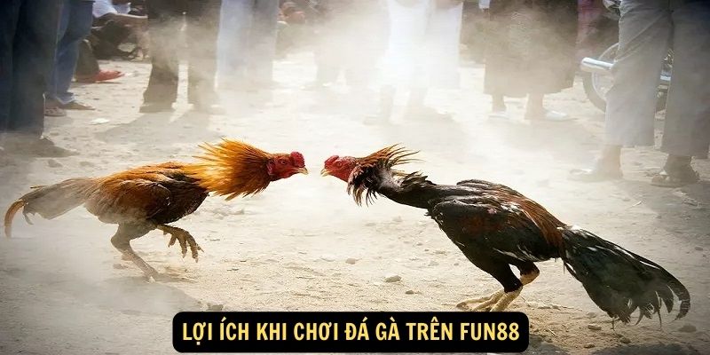 Lợi ích khi chơi Đá Gà trên Fun88